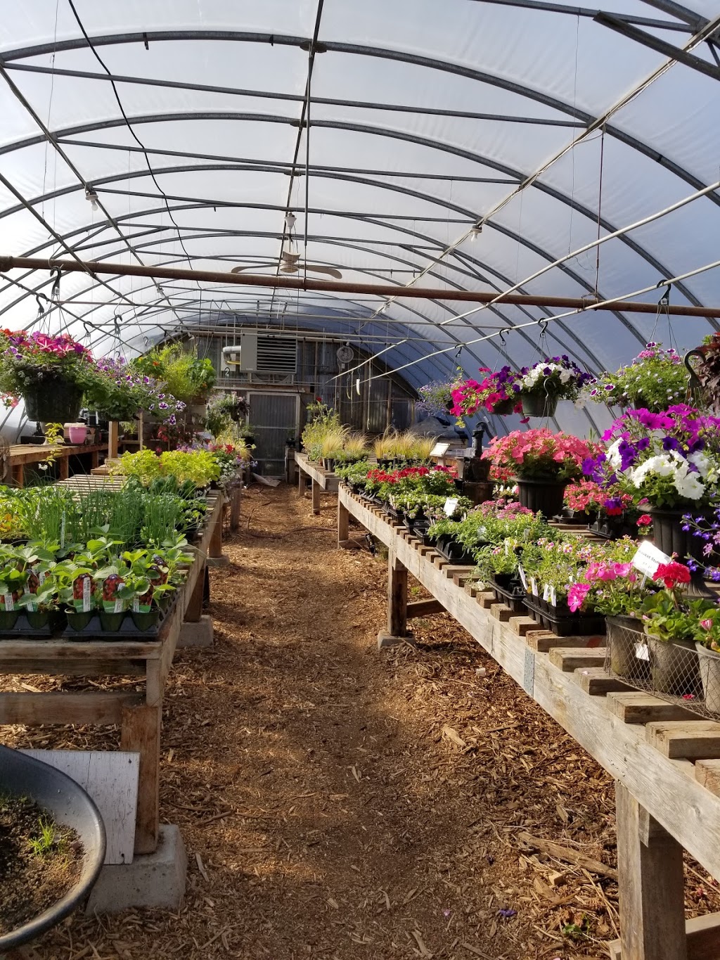 Halfmoon Bay Nursery | 7820 Fawn Rd, Halfmoon Bay, BC V0N 1Y1, Canada | Phone: (604) 885-2760