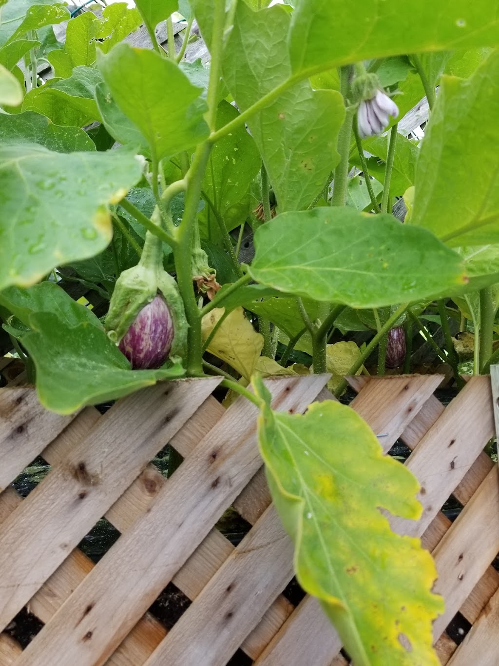 William Dam Seeds | 279 Hamilton, Regional Rd 8, Dundas, ON L9H 5E1, Canada | Phone: (905) 628-6641