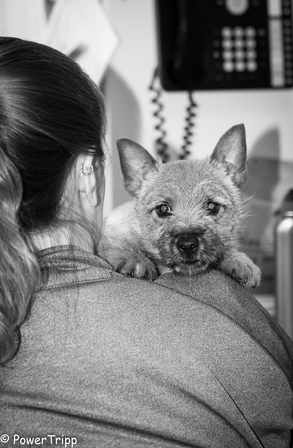 Alliance Animal Hospital | 5915 Broadway, Lancaster, NY 14086, USA | Phone: (716) 681-4440