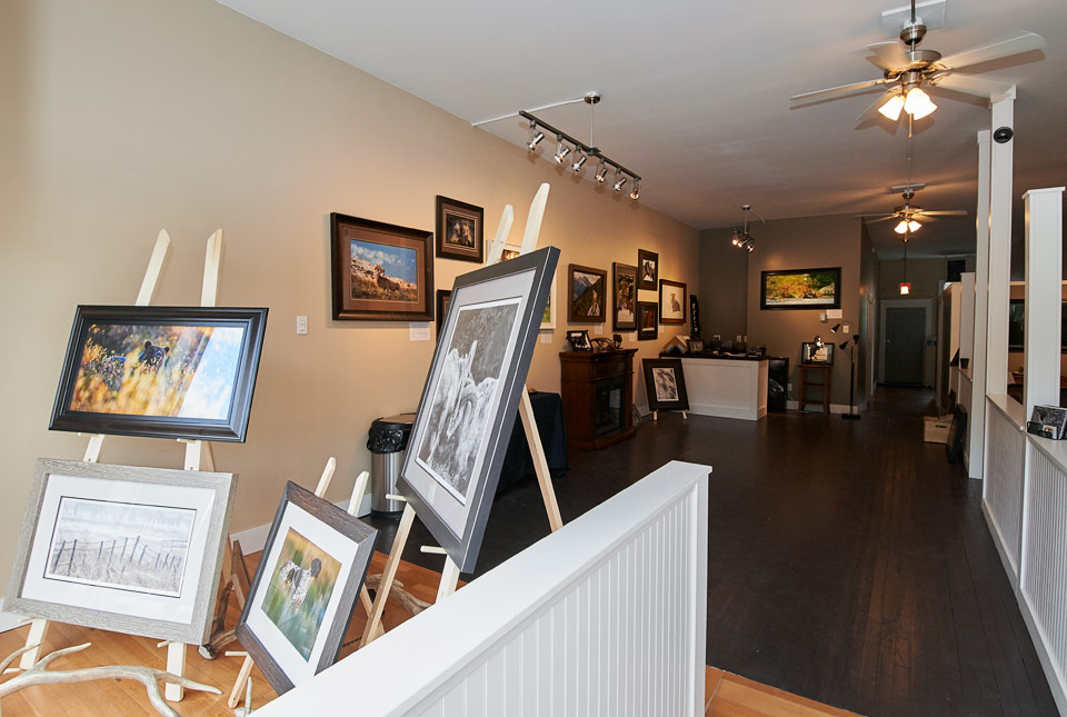 Launstein Imagery Wildlife Art Gallery | 12323 20 Ave, Blairmore, AB T0K 0E0, Canada | Phone: (403) 627-3969