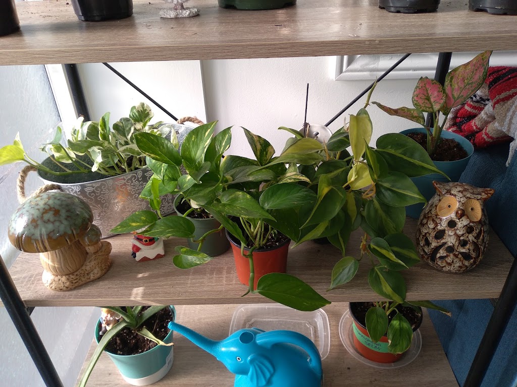 Tropical North Plants | 180 Cundles Rd W, Barrie, ON L4N 5N2, Canada | Phone: (705) 710-4212