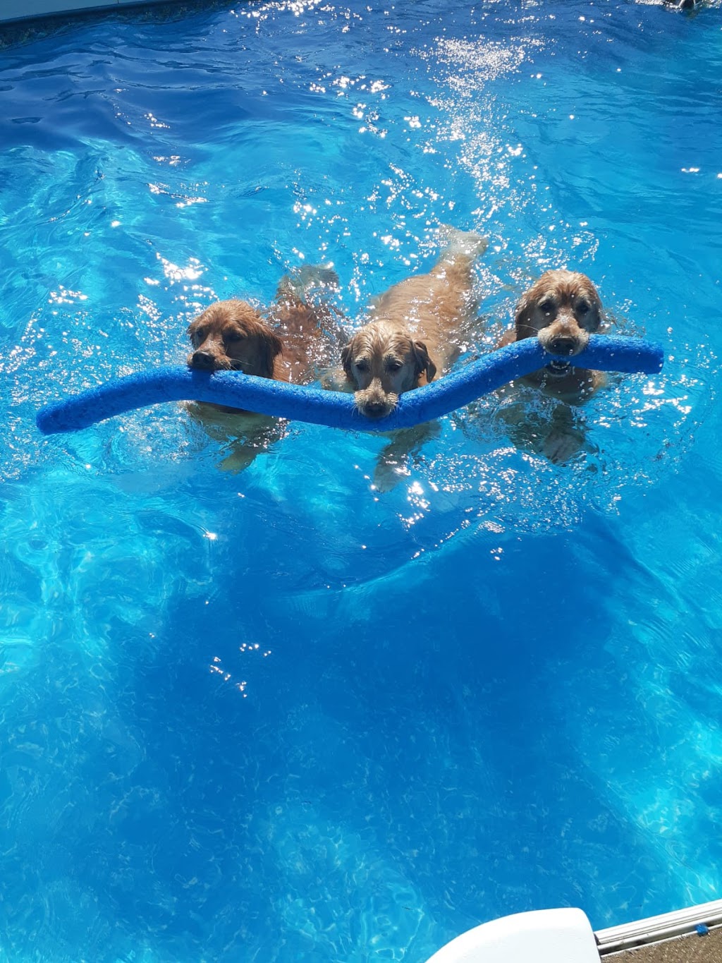 For The Love Of Dogs In Home Boarding | 239 Fallis Line, Millbrook, ON L0A 1G0, Canada | Phone: (705) 740-5535