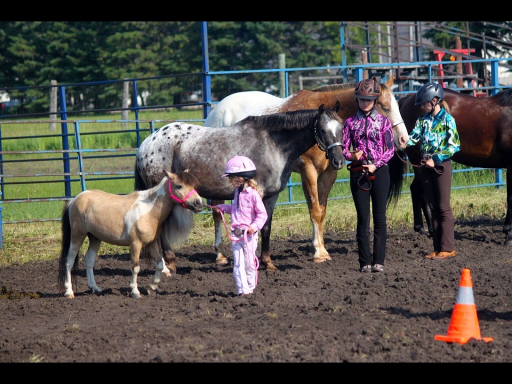 Helstrom Performance Horses | 960 Komarno Rd, Winnipeg Beach, MB R0C 3G0, Canada | Phone: (204) 389-3401