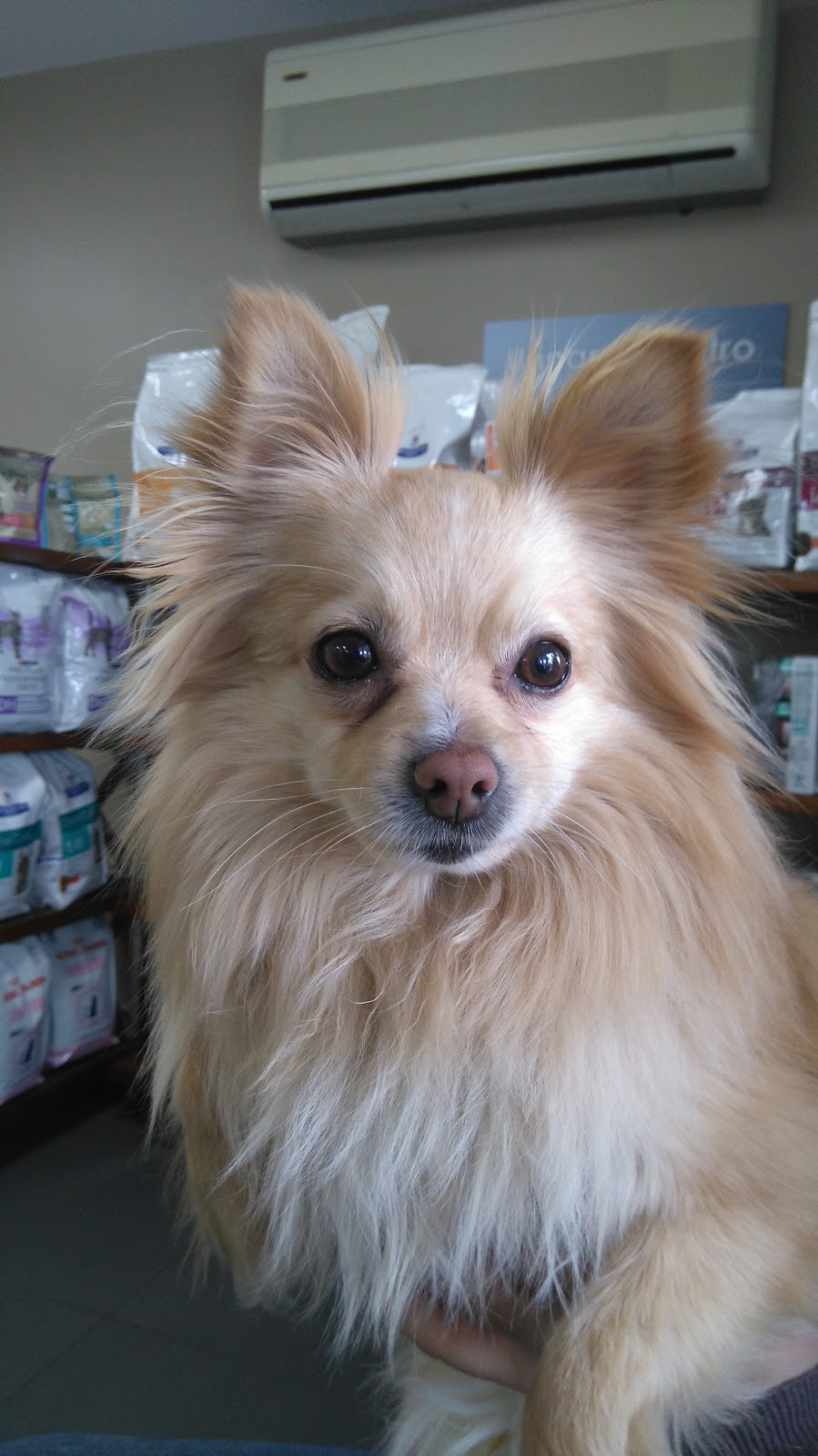 Mississauga Animal Hospital | 365 Dundas St E, Mississauga, ON L5A 1X3, Canada | Phone: (905) 270-4784