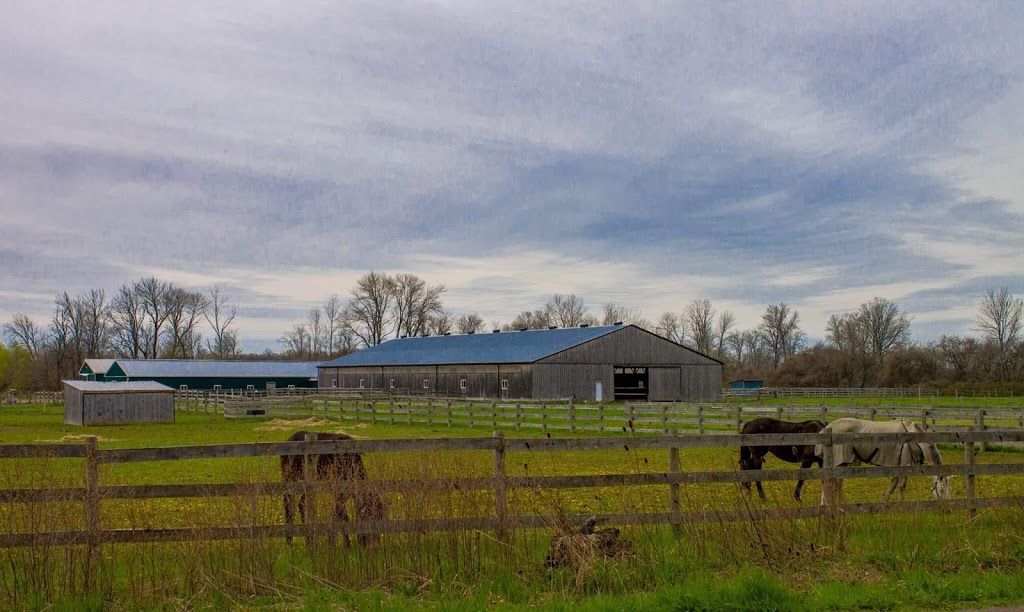 Maximum Equestrian Limited | 8814 Twenty Rd, Smithville, ON L0R 2A0, Canada | Phone: (289) 922-9029