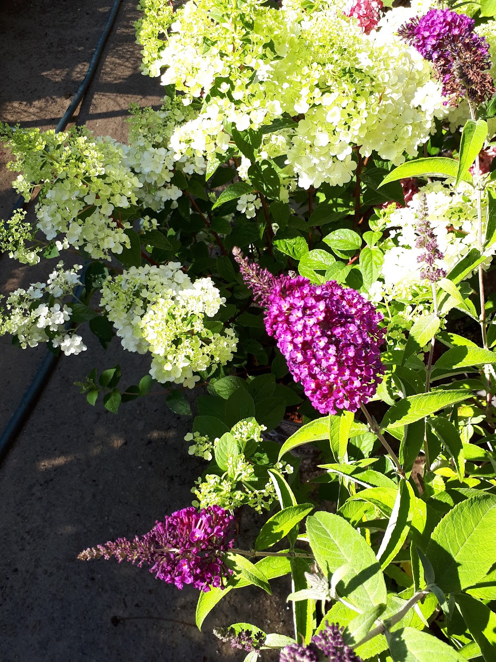 Smeltzers Garden Centre | 3163 Concession Rd 2, Ripley, ON N0G 2R0, Canada | Phone: (519) 395-5206