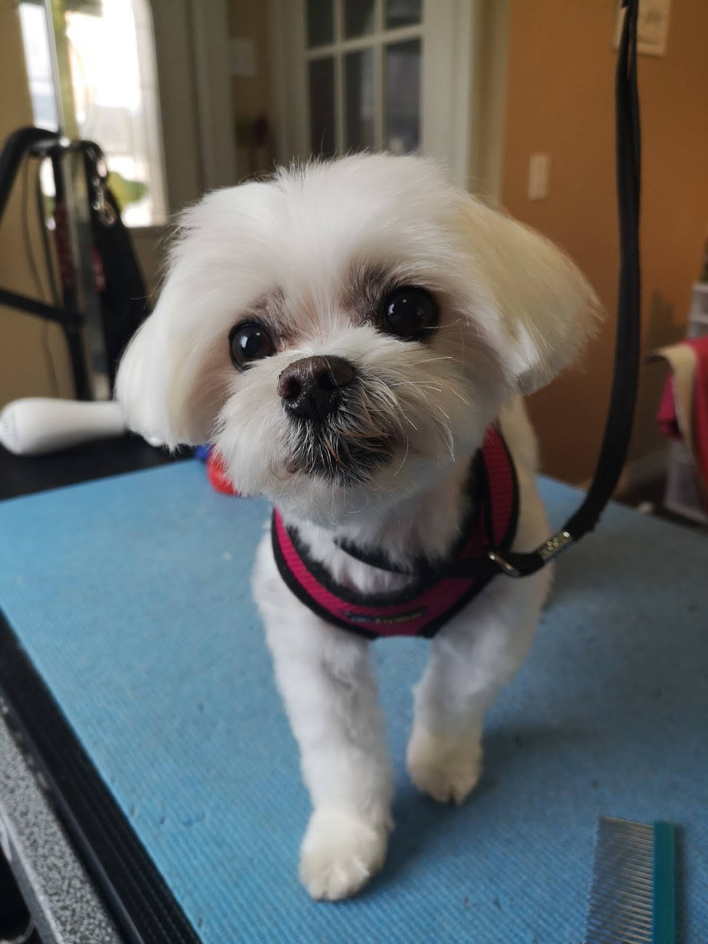 Sackville Muddy Paws Grooming Studio | 366 Main St, Sackville, NB E4L 3H6, Canada | Phone: (506) 224-0045