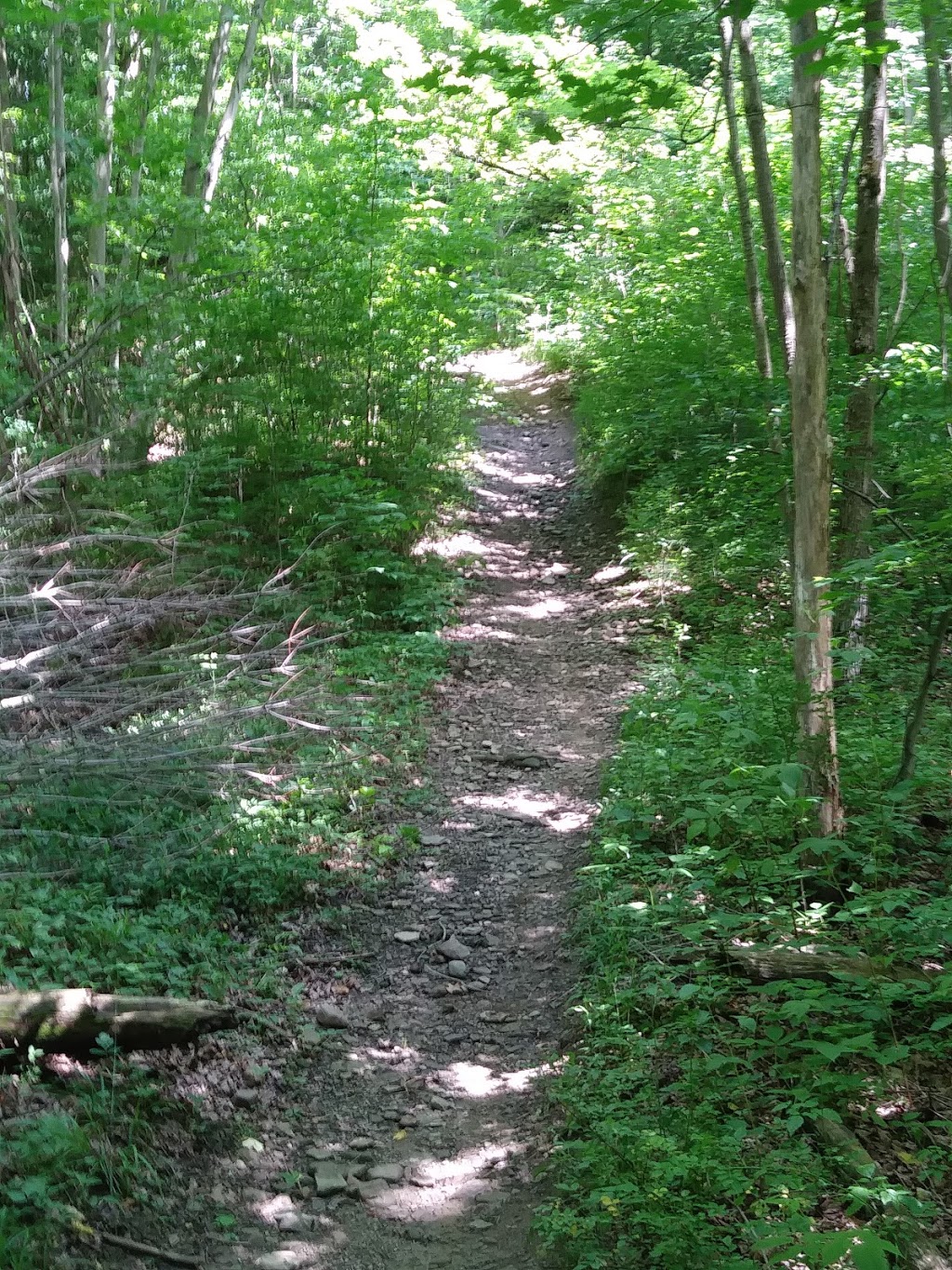 Sprague Brook County Park | 9674 Foote Rd, Glenwood, NY 14069, USA | Phone: (716) 592-2804