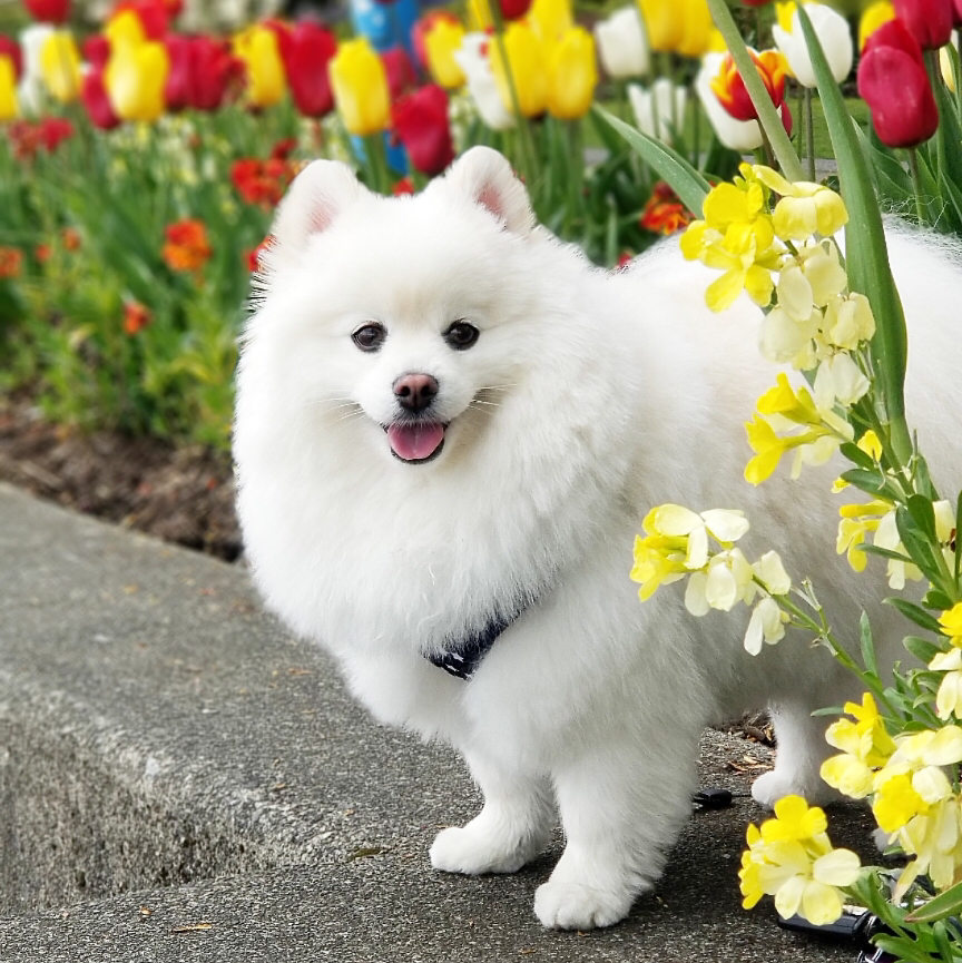 Cute Puppy Grooming Salon | 4498 Southwood St, Burnaby, BC V5J 2G6, Canada | Phone: (778) 878-7788
