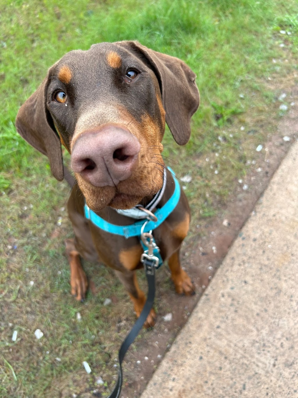 Happy Pack Dog Walking | 22 Tatlock Ln, Rice Point, PE C0A 1H6, Canada | Phone: (705) 391-8411