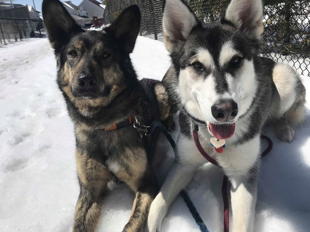 Puppy Breaks | 47 Diane Dr, Orangeville, ON L9W 3M9, Canada | Phone: (519) 278-6929