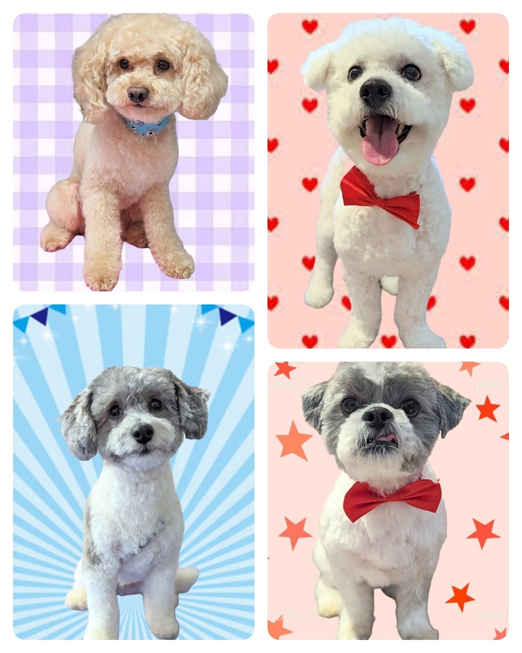 Silky Styles Grooming | 36 Trinity Crescent, Whitby, ON L1N 6L2, Canada | Phone: (416) 428-5601