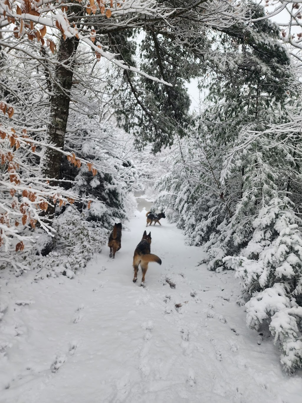 Danesville Canine Daycare | 41 Burgoyne Rd, Danesville, NS B4V 8P5, Canada | Phone: (902) 521-1302