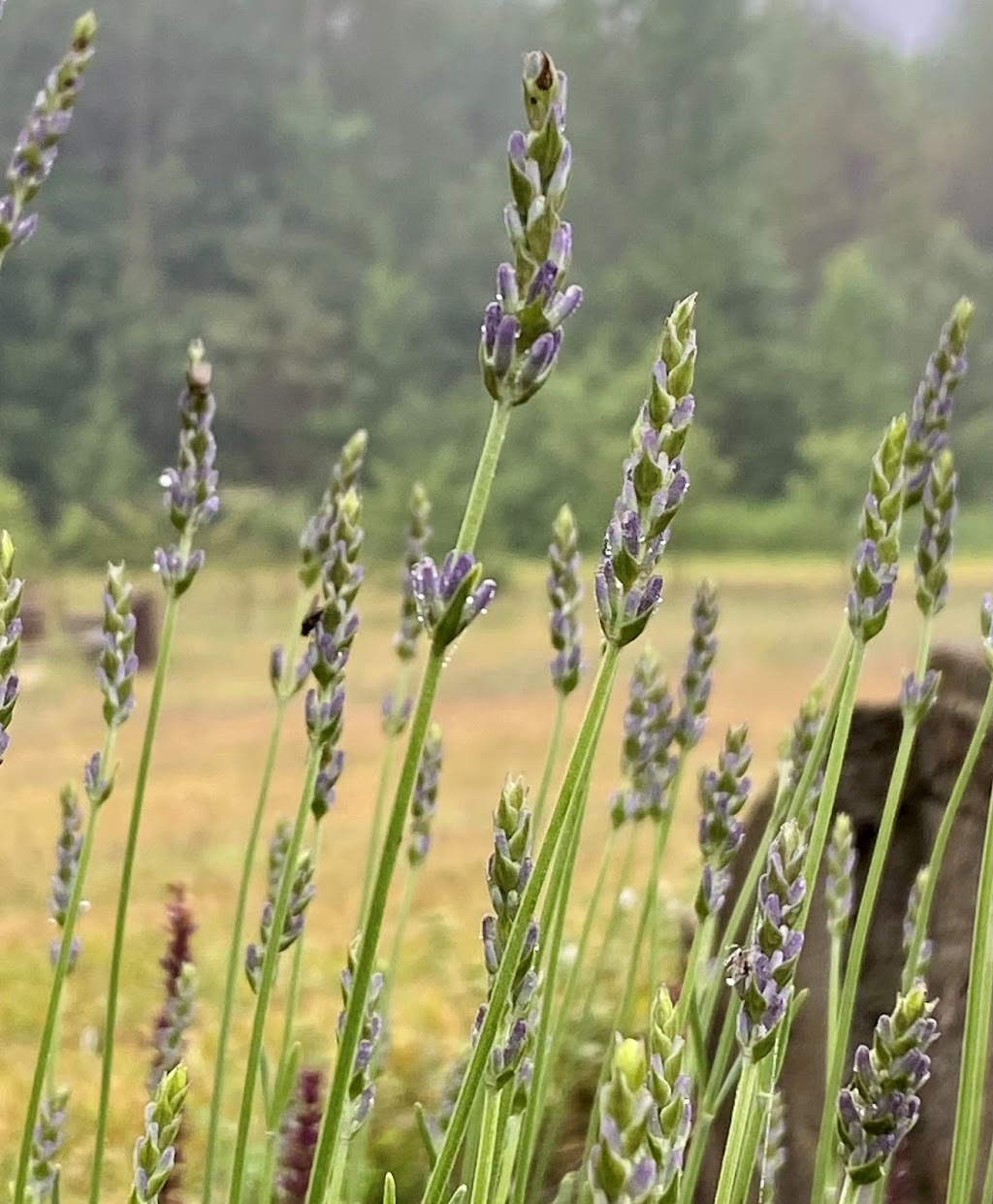 Bluewater Lavender Farm | 441022 Elm St, Georgian Bluffs, ON N0H 2T0, Canada | Phone: (416) 456-5851