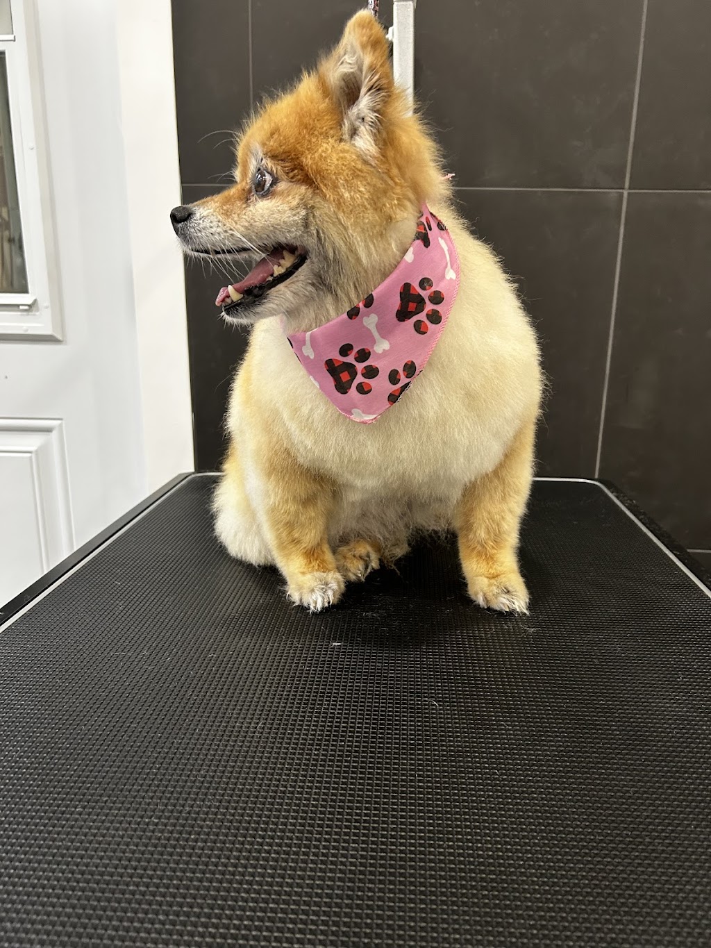 Pawfection Spa | 4468 NB-111, Upperton, NB E5N 3C1, Canada | Phone: (506) 639-7860