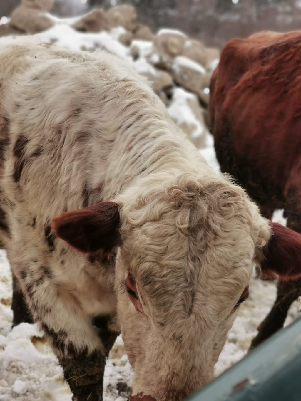McSmiths Organic Farm | 42828 Shorlea Line, St Thomas, ON N5P 3T1, Canada | Phone: (519) 631-0279
