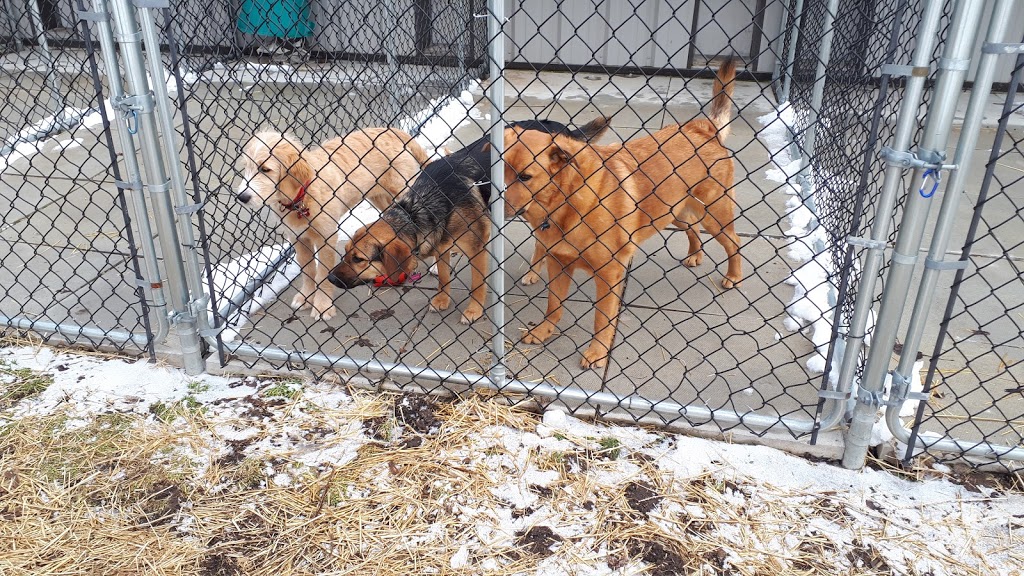 Wagtime Kennels | 1183 Beitz Rd, Breslau, ON N0B 1M0, Canada | Phone: (519) 496-8195