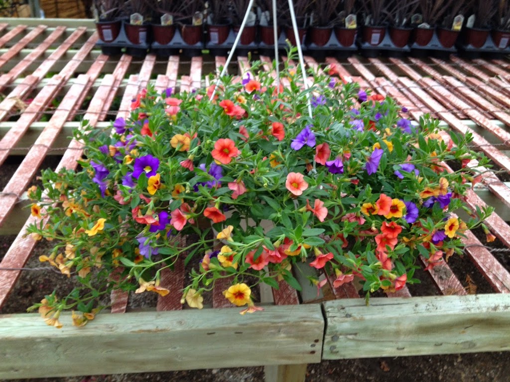 A&M Garden Centre and Sod Supply | 4171 Colonel Talbot Rd, London, ON N6P 1A1, Canada | Phone: (519) 652-3539