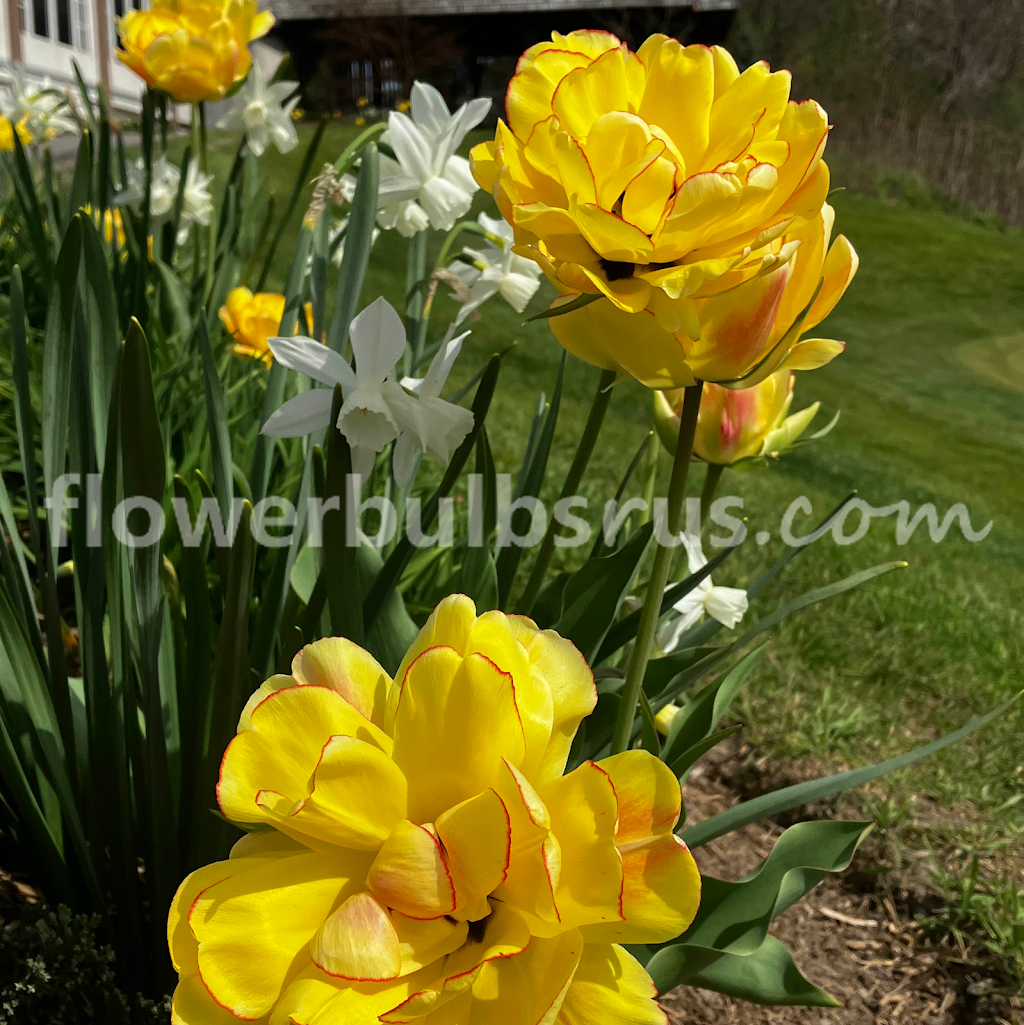 Flowerbulbsrus.com | 370 Britannia Rd E Unit 7, Mississauga, ON L4Z 1X9, Canada | Phone: (888) 890-0936