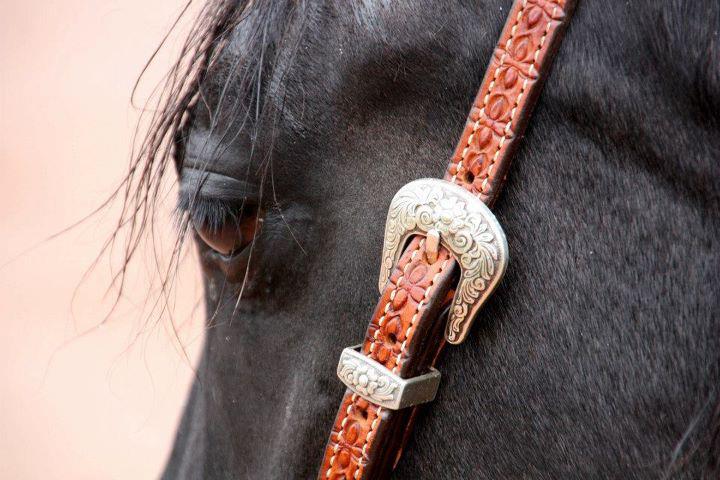MB Performance Horses | 12387 NS-4, Wentworth, NS B0M 1Z0, Canada | Phone: (902) 956-9049