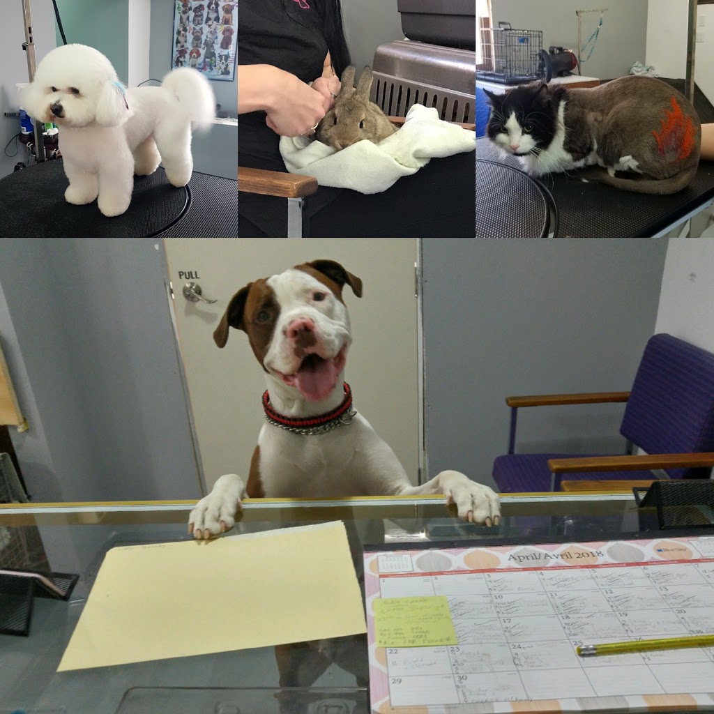 Fancy Feet Pet Styling by Sara | 7-24493 St Clair Rd, Chatham, ON N7M 5J2, Canada | Phone: (519) 401-4960