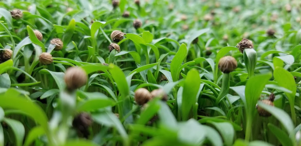 Perks Microgreens | 5872 Sycamore St, Duncan, BC V9L 3E4, Canada | Phone: (250) 216-2877