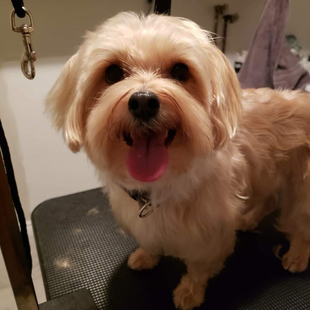 Rachels Grooming | Marina Dr, Caesarea, ON L0B 1E0, Canada | Phone: (416) 801-4686
