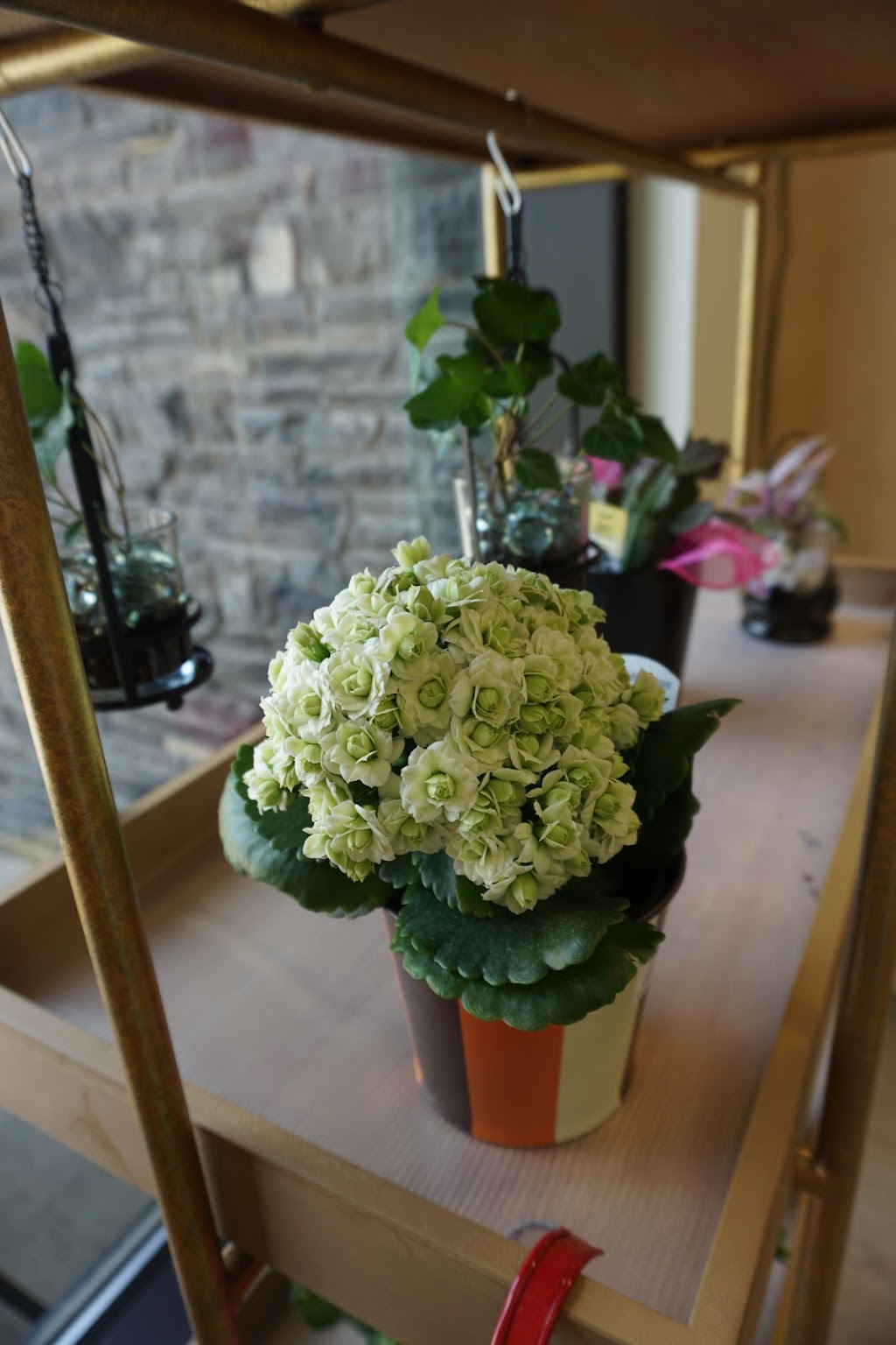 Raymond Pharmacy Florist | 90 Broadway N, Raymond, AB T0K 2S0, Canada | Phone: (403) 752-3089