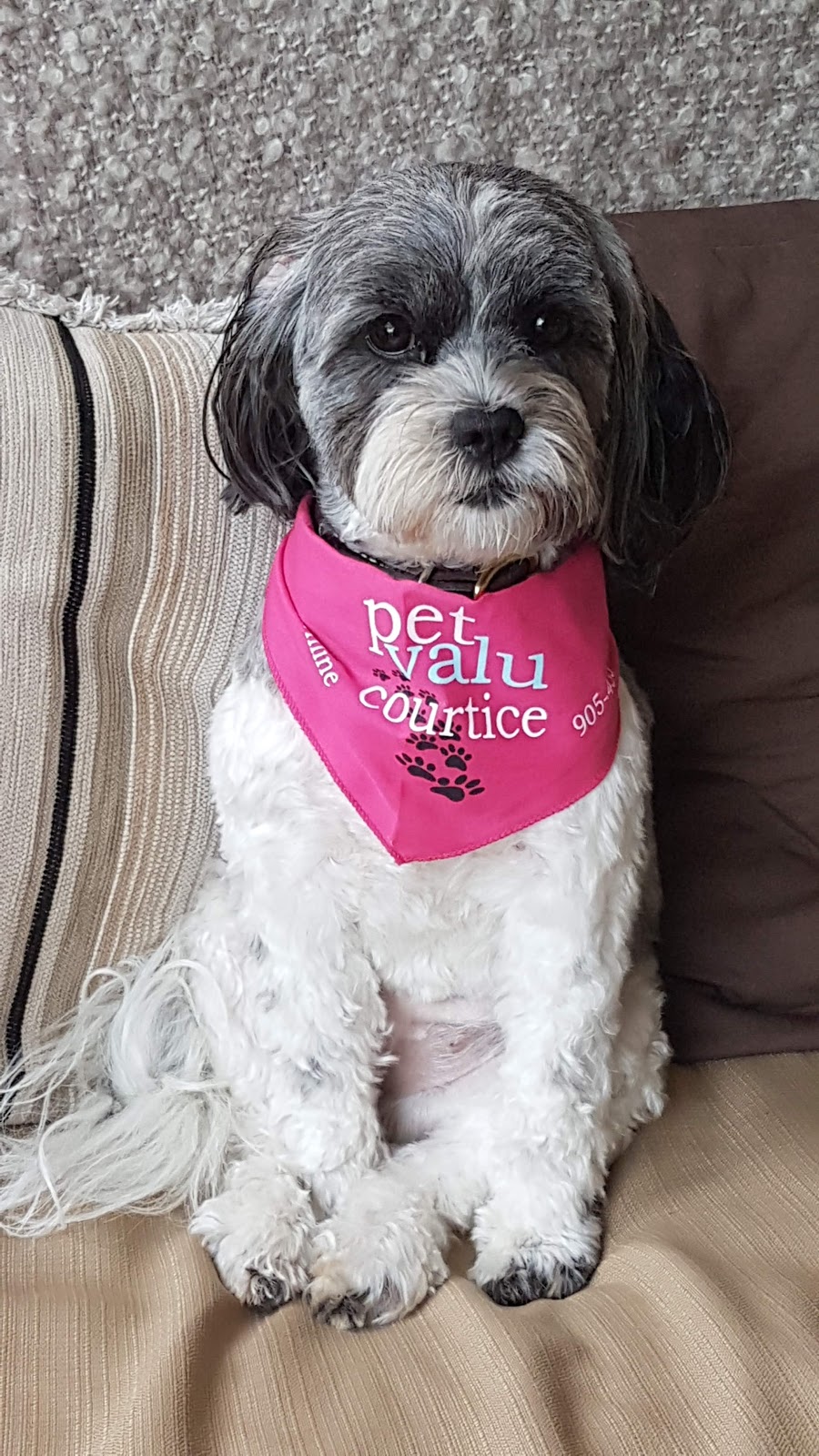 Pet Valu | 1414 King St E, Courtice, ON L1E 3B4, Canada | Phone: (905) 433-1822