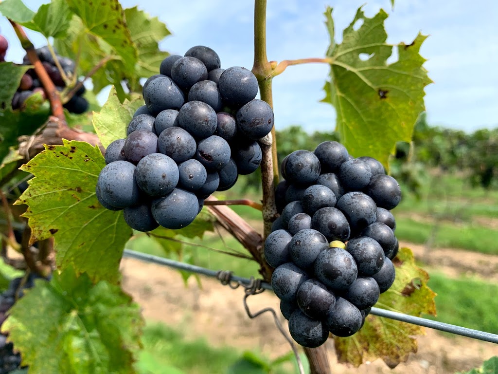 Maelstrom Winery | 78925 Sanctuary Line, Seaforth, ON N0K 1W0, Canada | Phone: (519) 233-9463