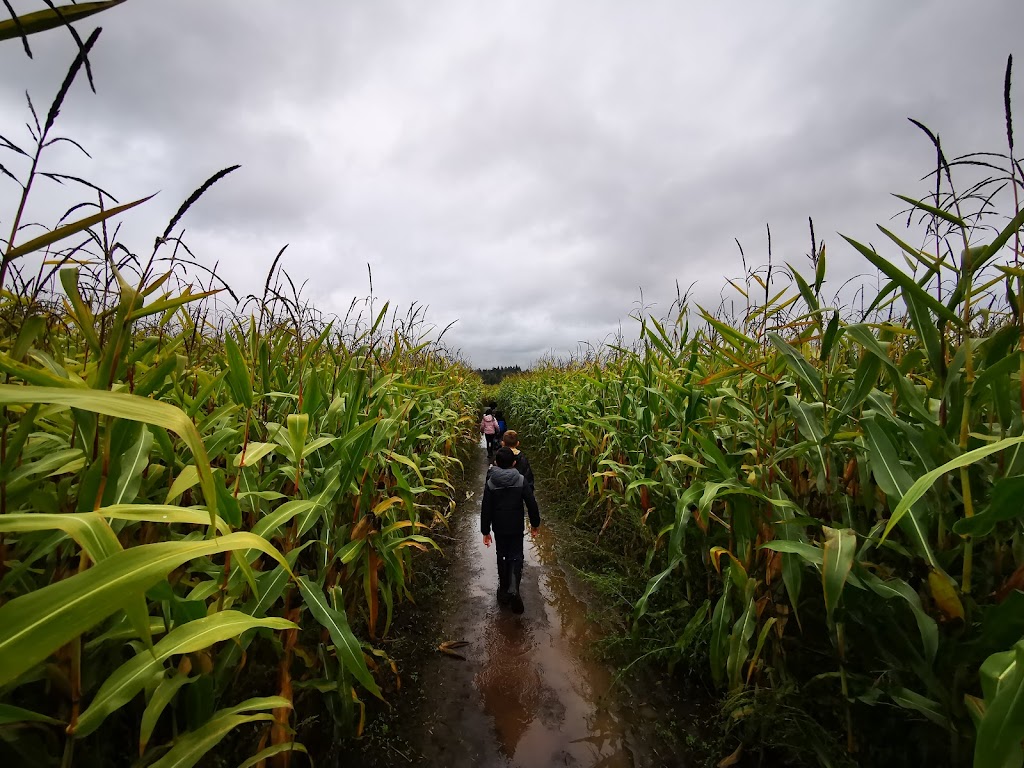 Bose Farms Corn Maze | 5948 156 St, Surrey, BC V3S 4N8, Canada | Phone: (778) 578-5450