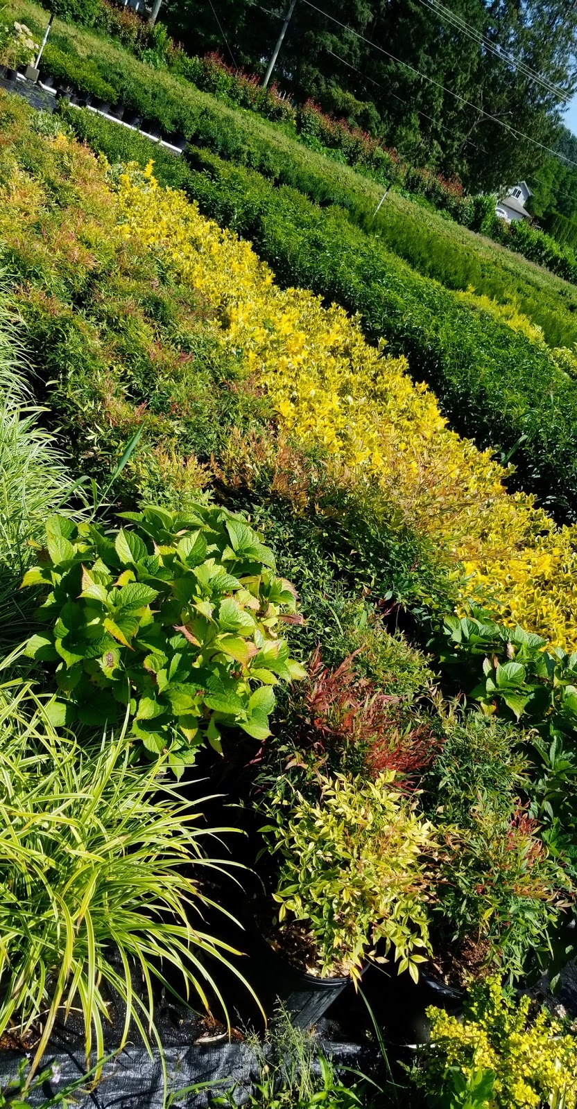 GL Farms Ltd | 4123 Wright St, Abbotsford, BC V2S 7Y8, Canada | Phone: (604) 308-3513