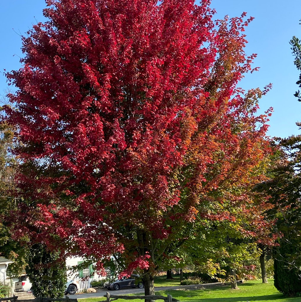 Rockwood Forest Nurseries | 437 Mark Rd, Cameron, ON K0M 1G0, Canada | Phone: (705) 374-4700
