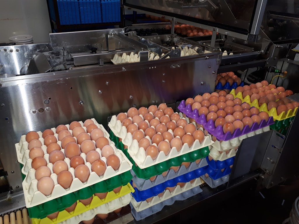 O K Egg Farm | 3942 Arthur St N, Elmira, ON N3B 2Z1, Canada | Phone: (519) 669-4880