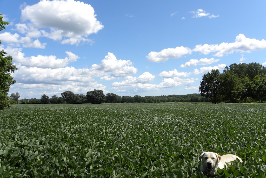 Blaindale Farms Ltd | 1289 Brant County Hwy 54, Caledonia, ON N3W 2G9, Canada | Phone: (905) 765-6583