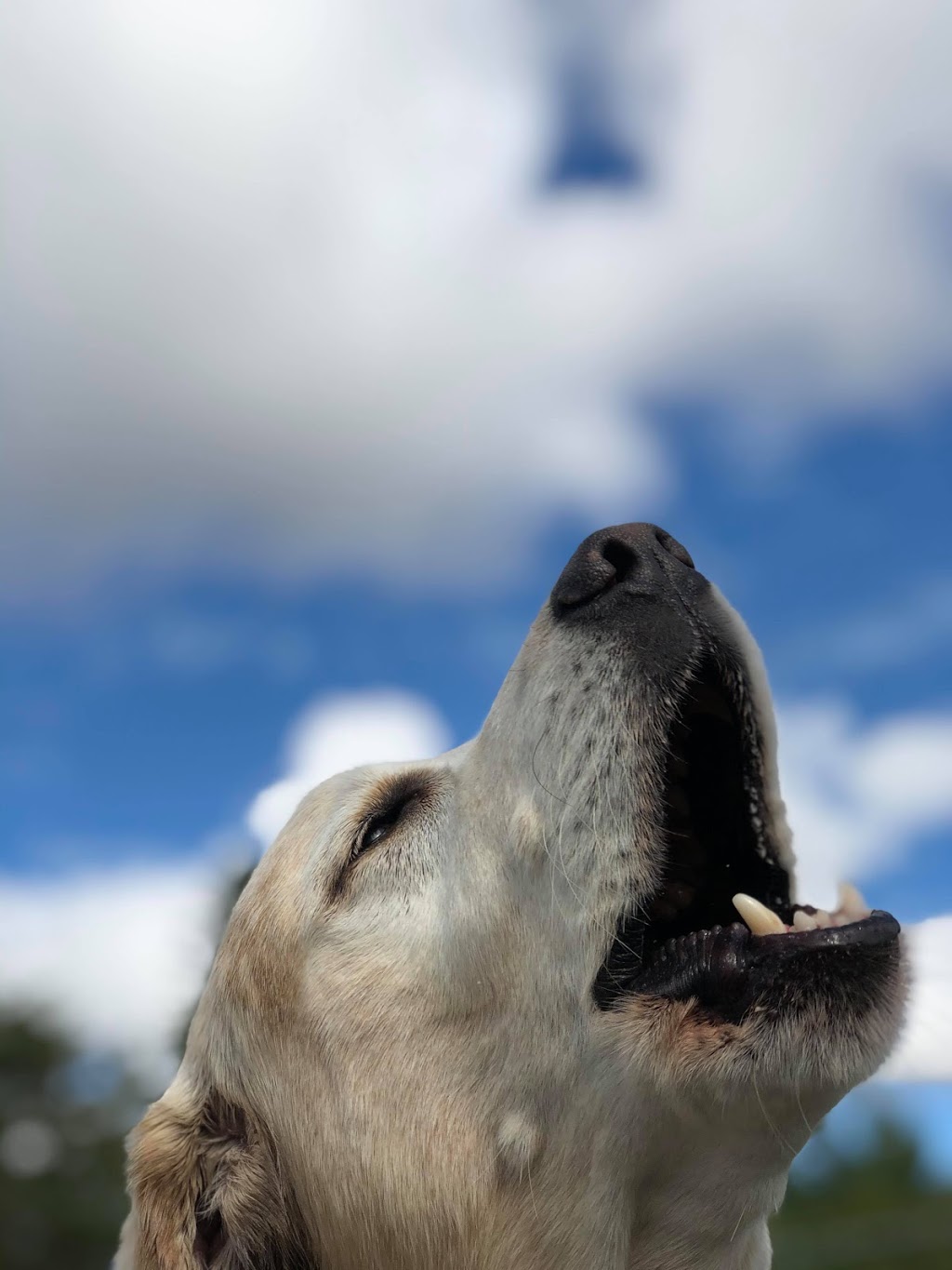 Furry Friends Pet Resort | 5455 Langmaid Rd, Hampton, ON L0B 1J0, Canada | Phone: (905) 725-6210
