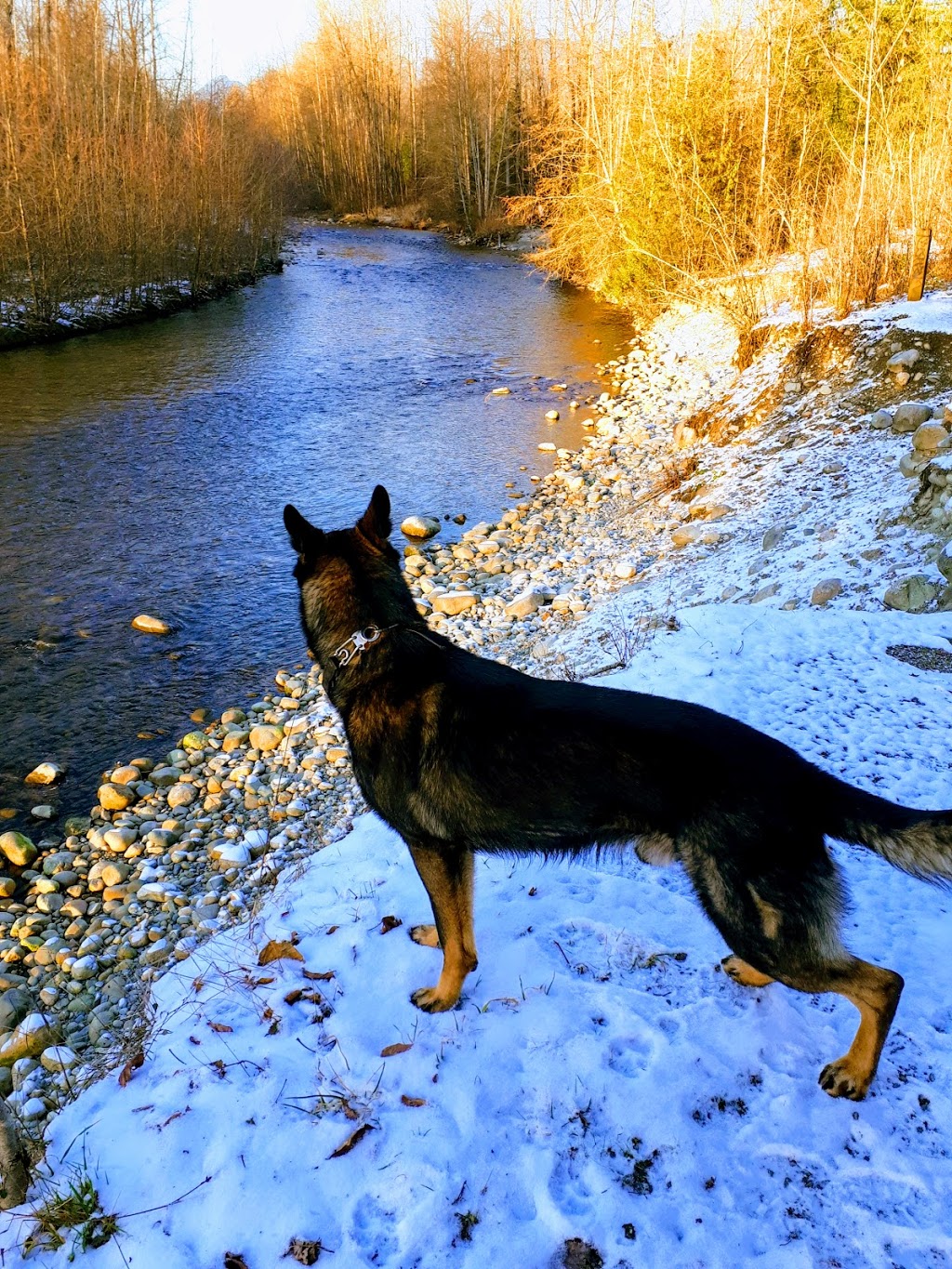Shaughnessy Park Dog Off-leash Area | Shaughnessy St, Port Coquitlam, BC V3B 4L6, Canada | Phone: (604) 927-5496