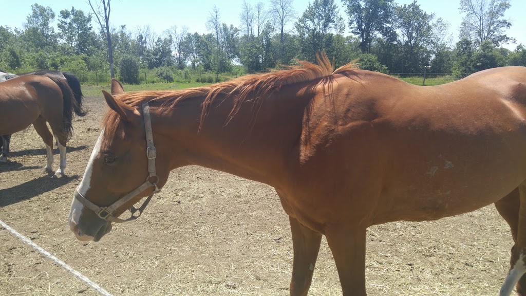 Last Chance Horse And Pony Rescue | 4269 Rebstock Rd, Crystal Beach, ON L0S 1B0, Canada | Phone: (905) 380-1440
