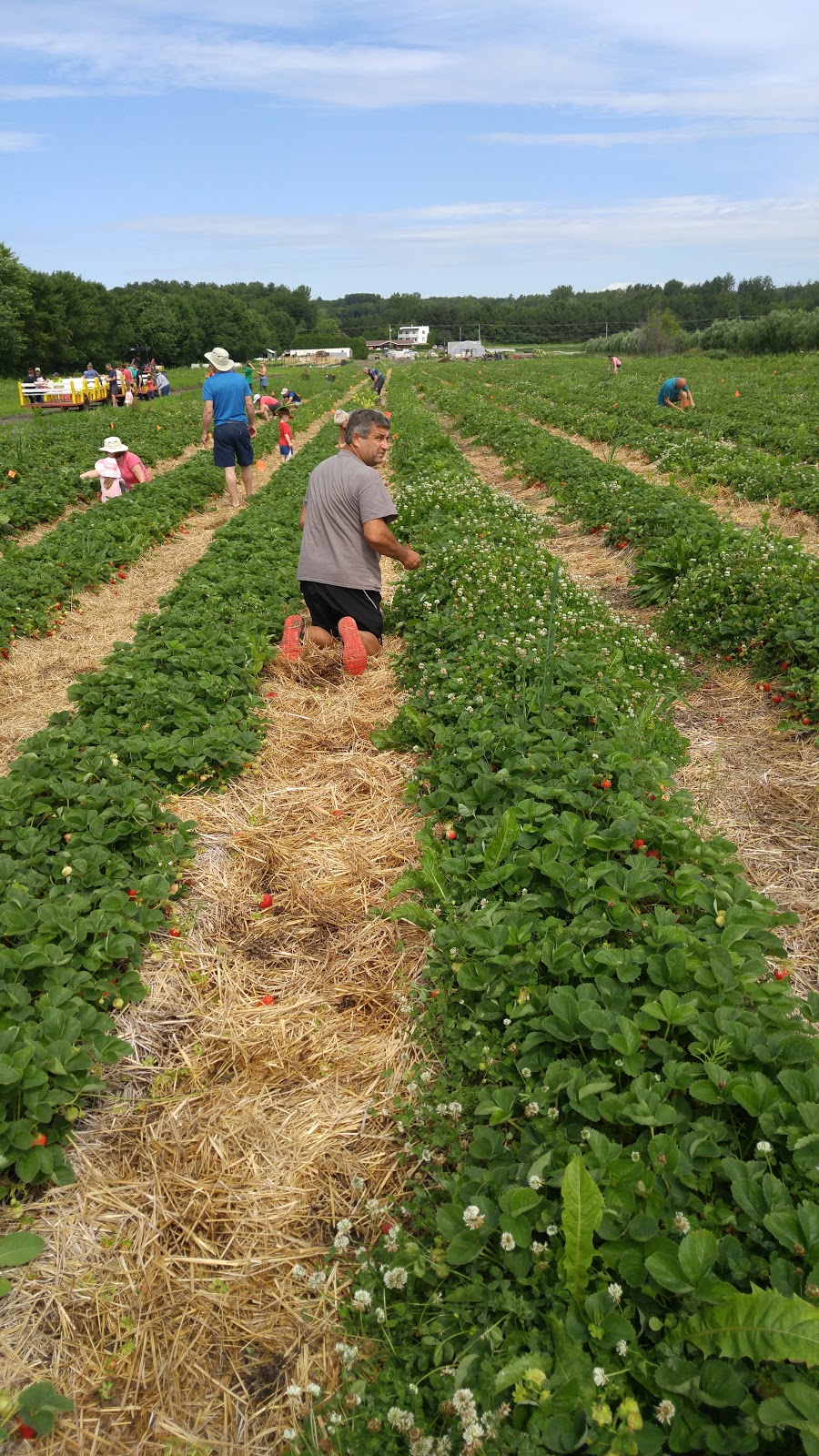 Ferme Horticole Gagnon | 8600 Chemin Sainte-Marguerite, Trois-Rivières, QC G9A 5C9, Canada | Phone: (819) 377-2360