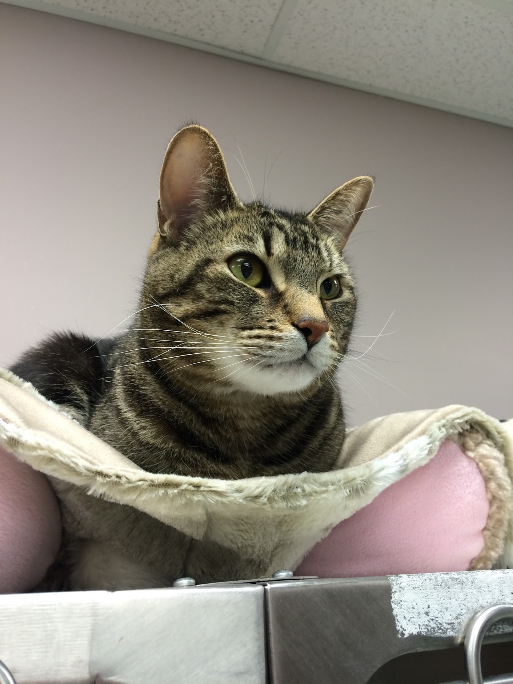 Burlington Veterinary Emergency & Referral Hospital | 775 Woodview Rd, Burlington, ON L7N 3S1, Canada | Phone: (905) 637-8111