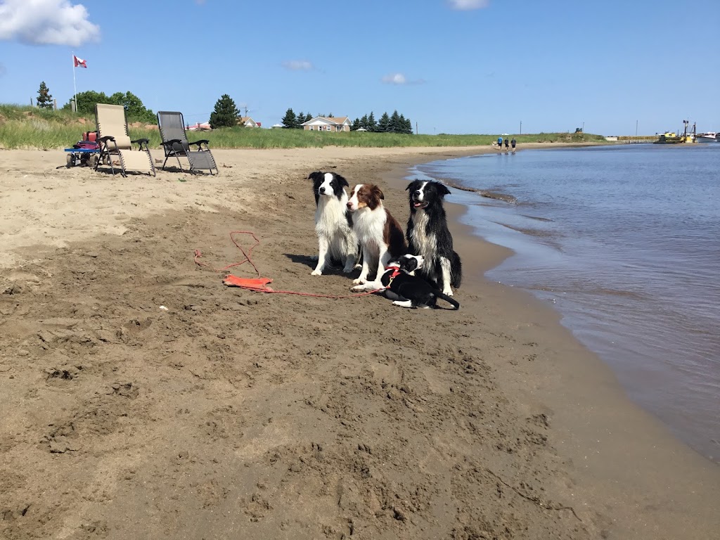 For the Love of Dog! Agility Training and Event Centre | 1638 PE-19, Prince Edward Island C0A 1H6, Canada | Phone: (902) 316-0219
