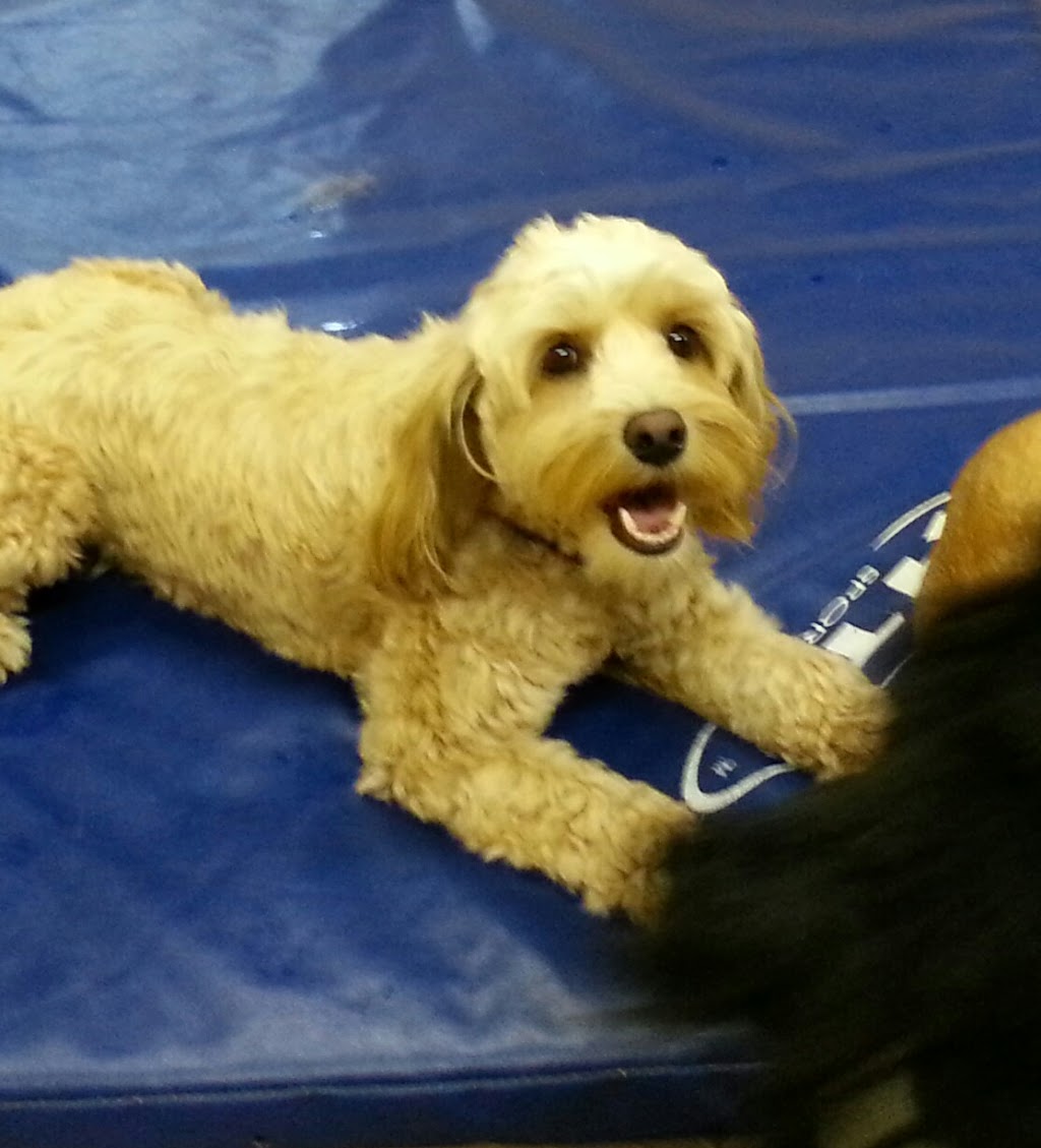 Wag Canine Recreation Centre | 10 Lawrence St, Amherst, NS B4H 3G5, Canada | Phone: (902) 660-9244