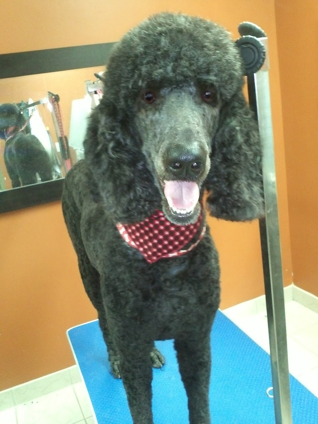 Westmount Neighbourhood Pet Clinic | 851 Wonderland Rd S, London, ON N6K 4T2, Canada | Phone: (519) 649-0080