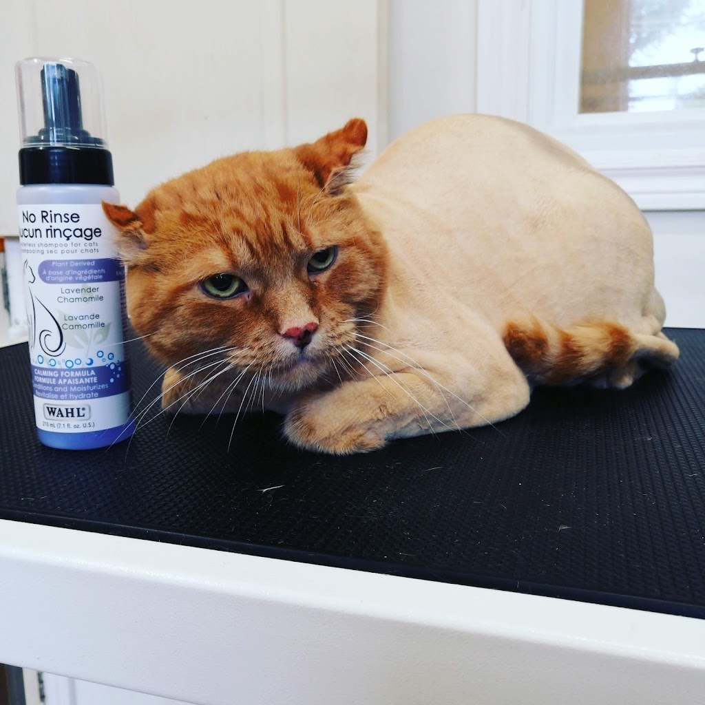 Toilettage canin, félin Véronique et Jennifer | 365 Bd Adolphe-Chapleau, Bois-des-Filion, QC J6Z 1H1, Canada | Phone: (450) 951-2455