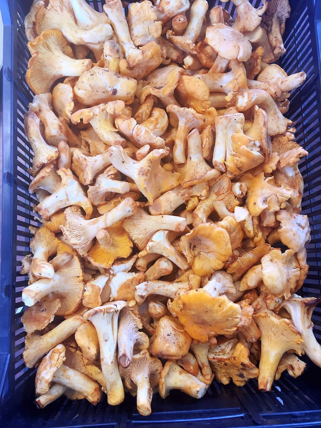 Pacific Rim Mushrooms | 12791 Blundell Rd, Richmond, BC V6Y 1B4, Canada | Phone: (778) 847-1666