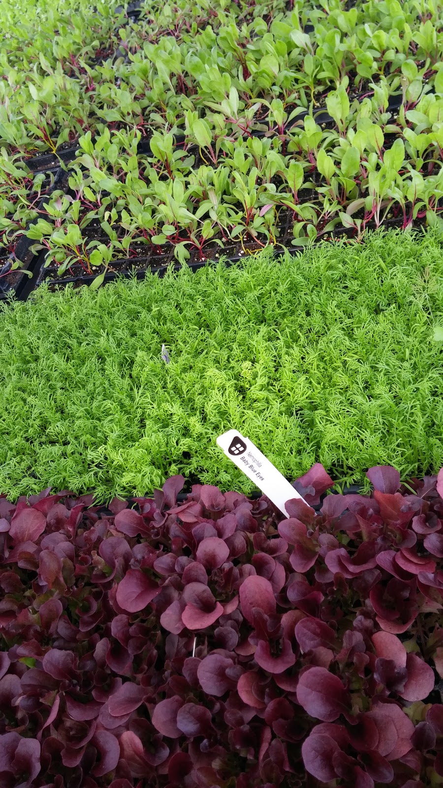 Urban Seedling | 7000 Boulevard LaSalle, Verdun, QC H4H 2T1, Canada | Phone: (514) 578-8900