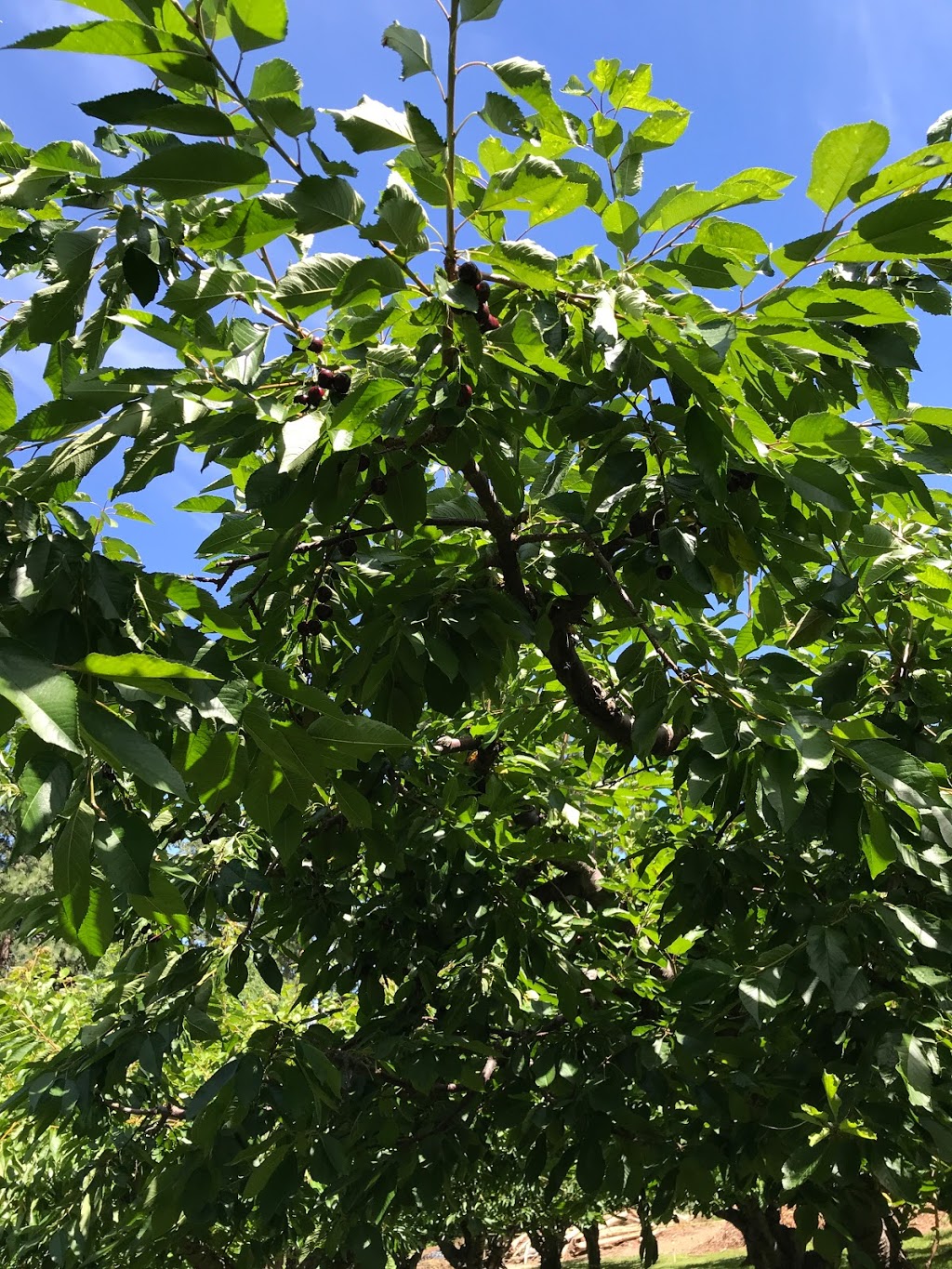 Lakeside Orchards | 4730 Lakeshore Rd, Kelowna, BC V1W 4H6, Canada | Phone: (403) 671-1493