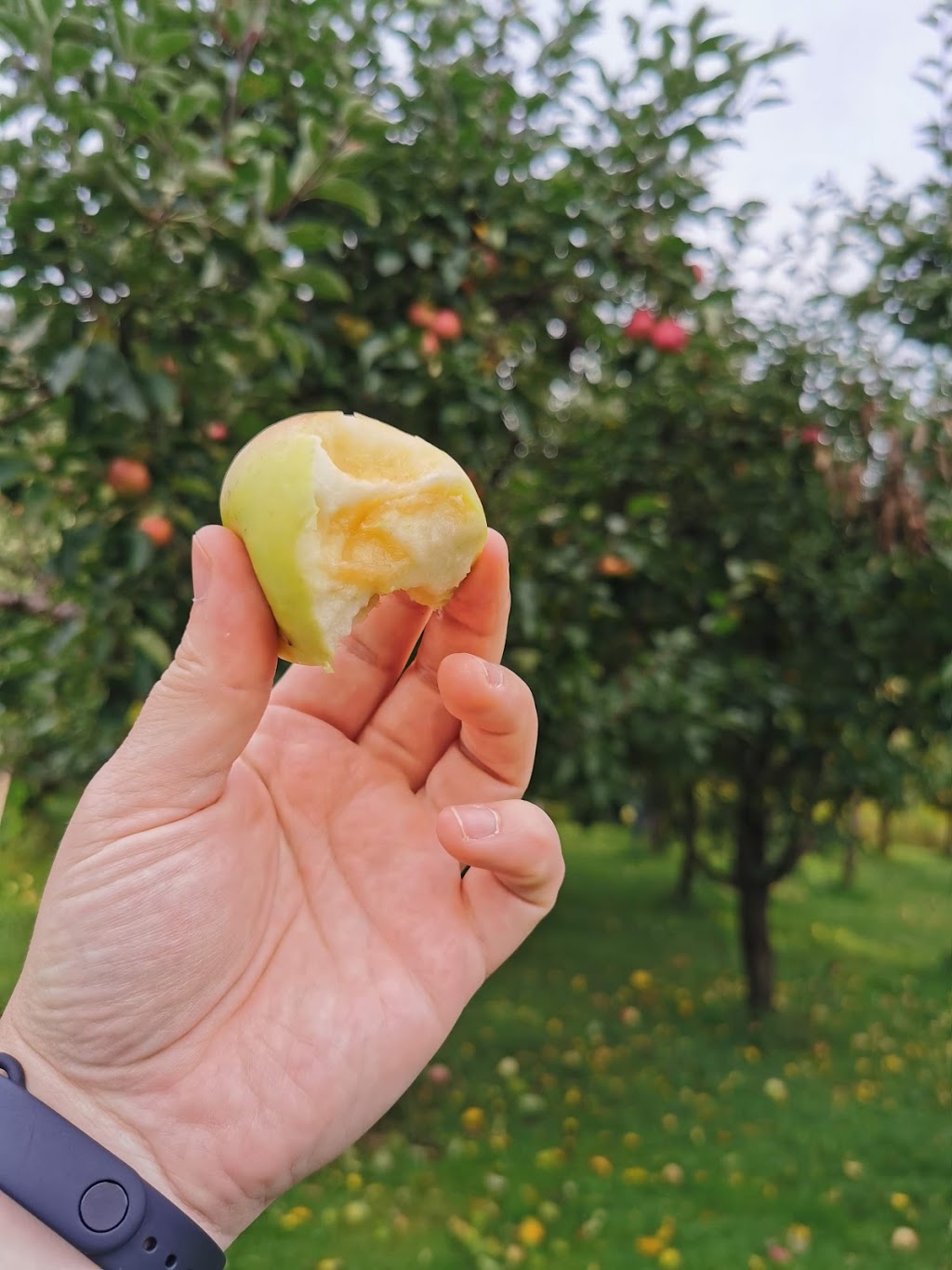 Mountain Stream Orchard | 271 Oliver Creek Rd, Neebing, ON P7L 0C4, Canada | Phone: (807) 473-0996