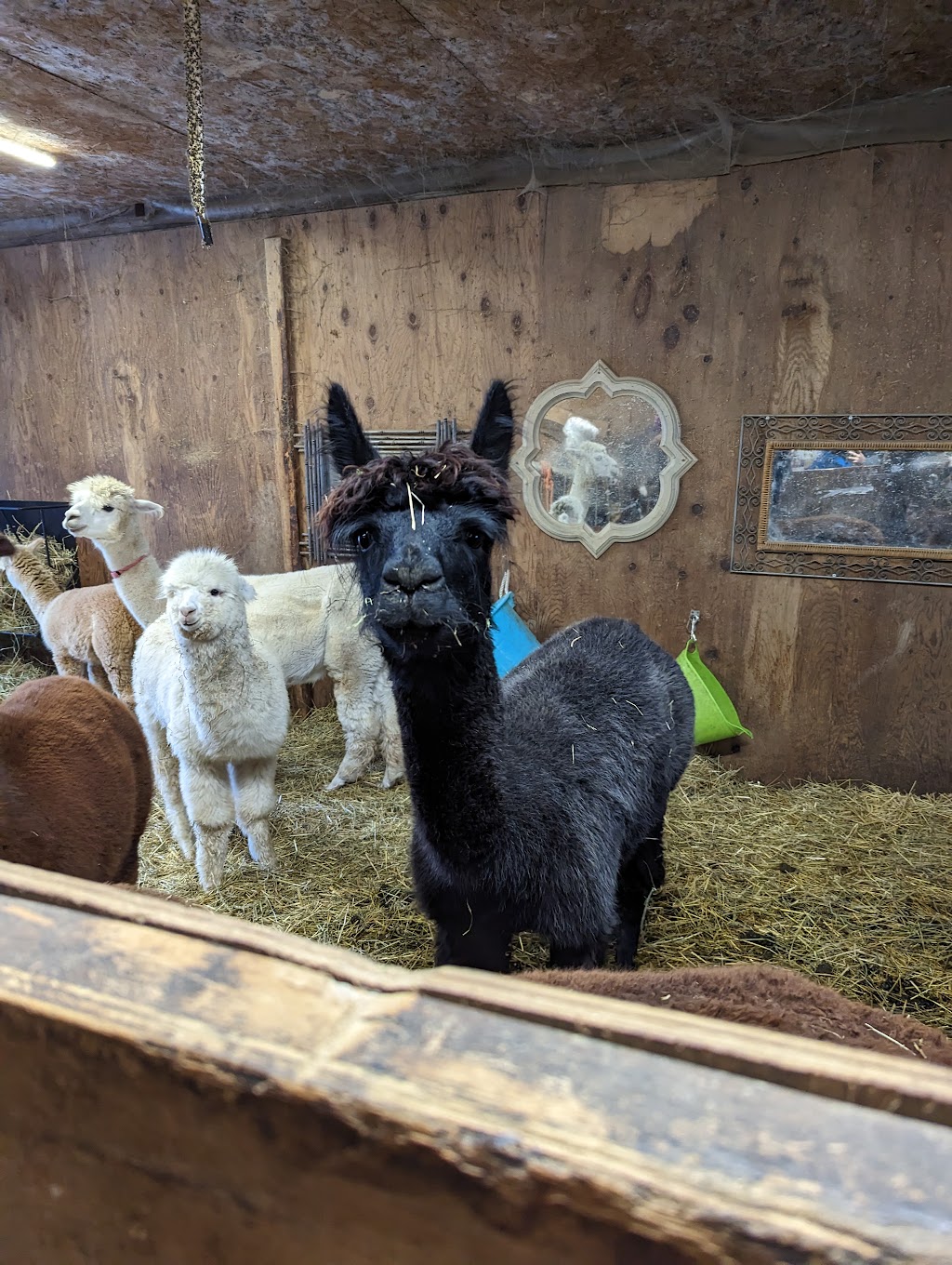 Mimosa Springs Alpacas | 5891 Fourth Line, Erin, ON N0B 1Z0, Canada | Phone: (416) 629-9428