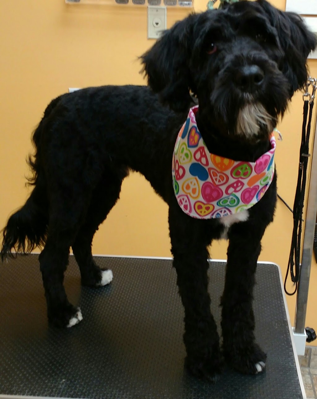 Boutique Golden Paws | 4830 Rue René-Émard, Pierrefonds, QC H9A 2Y1, Canada | Phone: (514) 620-1158
